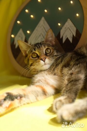 Котенок ласковый в добрые руки