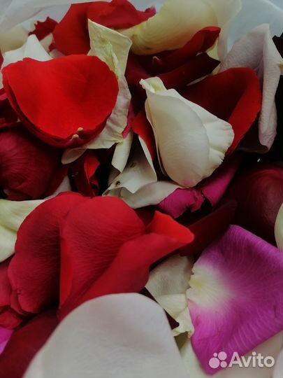 Лепестки роз