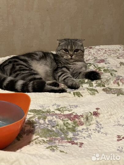 Шотландская вислоухий котенок