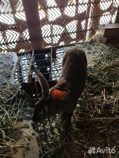 Кролики самки 6 мес