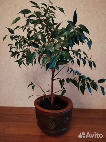 Фикус бенджамина