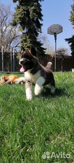 Гостиница для животных