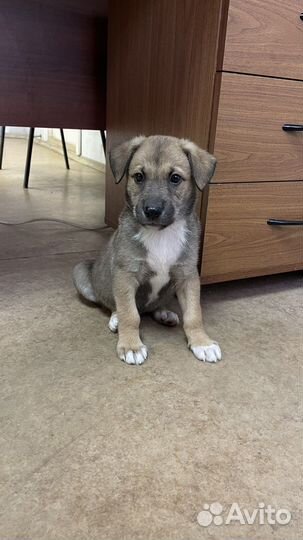 Щенки бесплатно