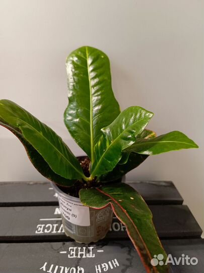 Кодиеум Экселен