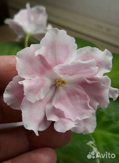 Фиалка-лист на срез