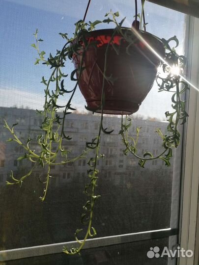 Суккуленты