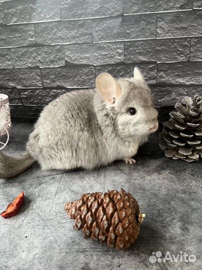 Шиншилла ангора