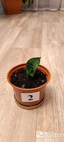 Комнатные растения