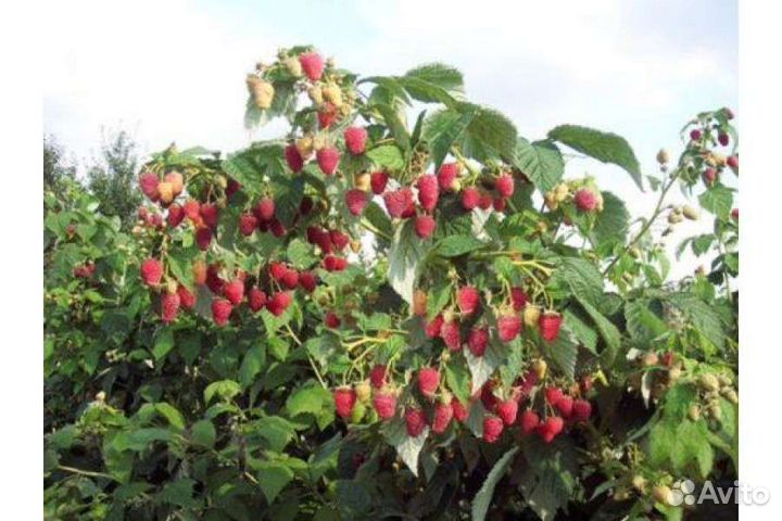 Малиновое дерево Крепыш