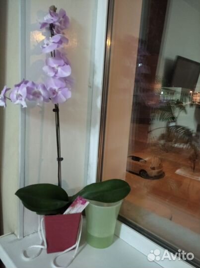 Орхидея цветок