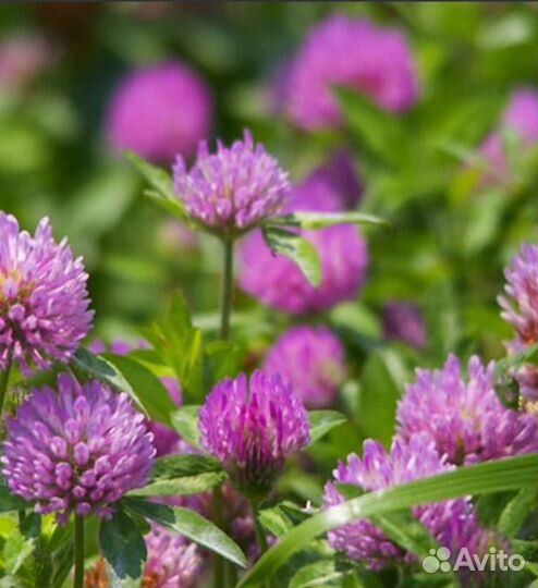 Календула,красный клевер,овёс молочн,зверобой мята