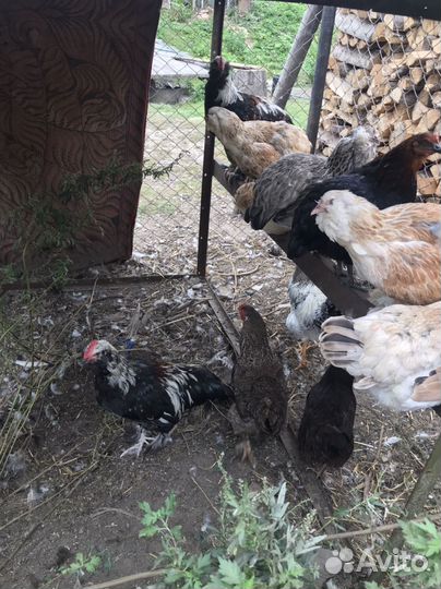 Продаю петкшков.Возраст 6месяцев