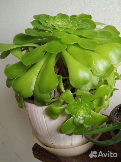 Кактусы, суккуленты, алоэ