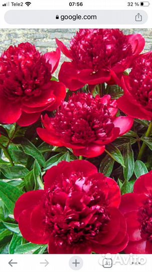 Пион ранний Рэд Чарм окс