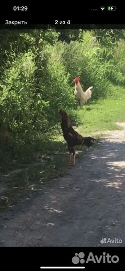 Бойцовый петух