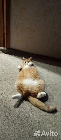 Рыжий кот