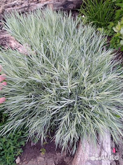 Стелющиеся многолетники