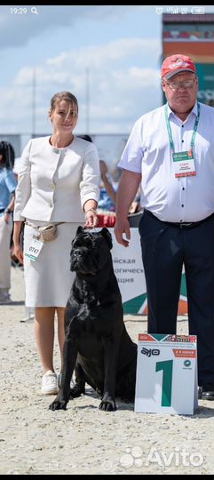 Щенки кане Корсо