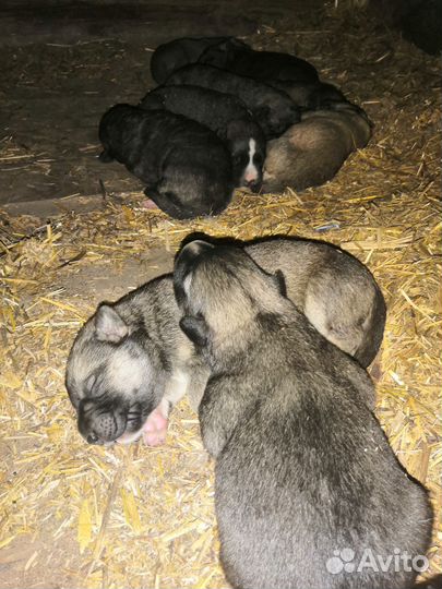 Щенки бесплатно