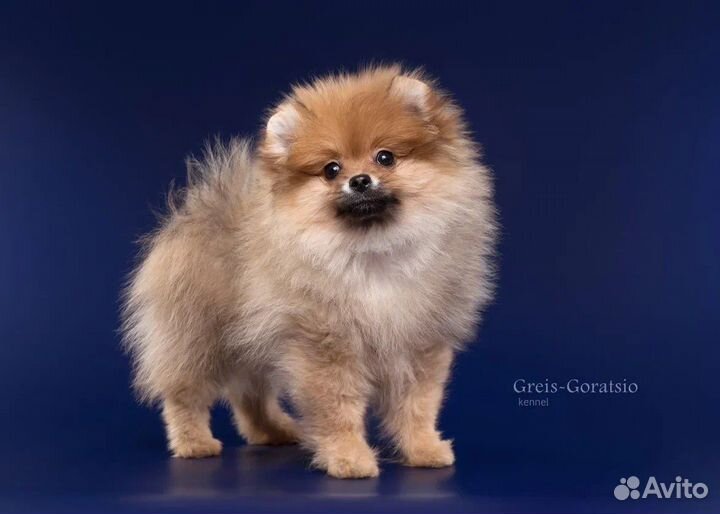 Шпиц рыжая девочка РКФ