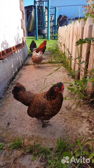 Мини Куры бентамки