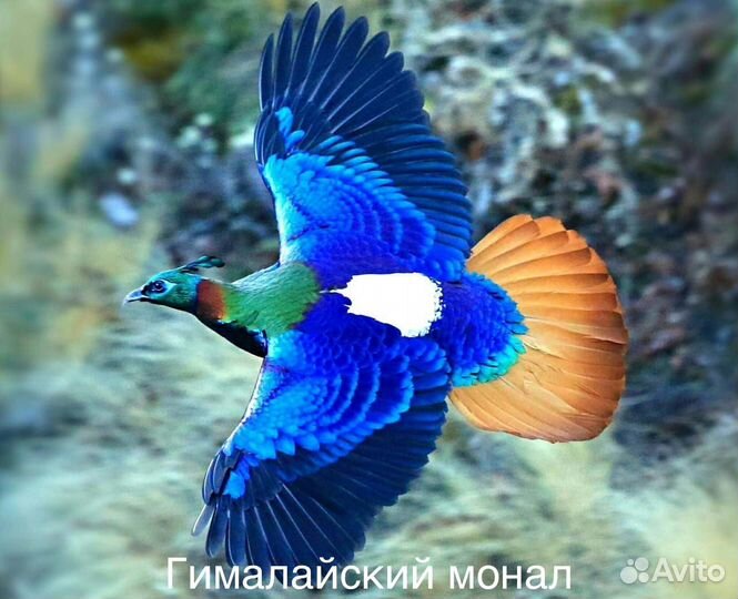 Фазаны разных видов