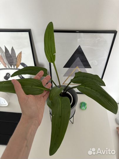 Комнатные цветы Есть разные Дримиопсис пятнистый