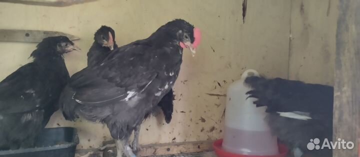 Маран черно-медный. Цыплята ухайилюй и лакиндази