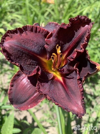 Лилейники сортовые