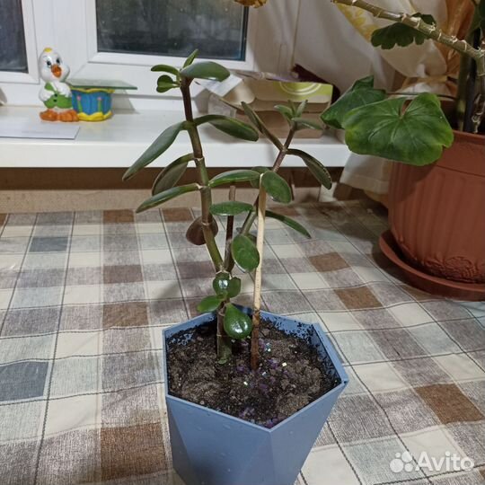 Денежное дерево толстянка
