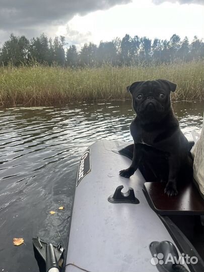 Мопс вязка мальчик