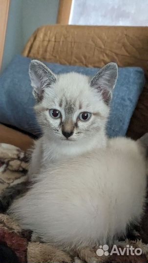 Отдадим котенка в добрые руки