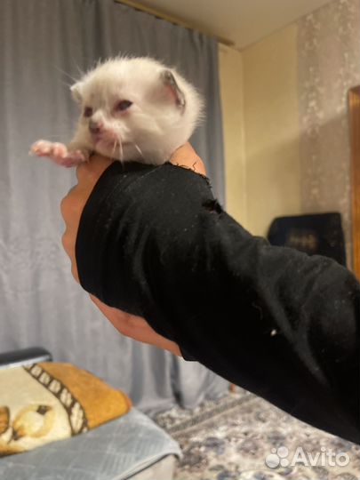 Маскарадные котята