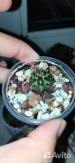 Гиминакалициум