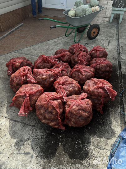 Продам картофель