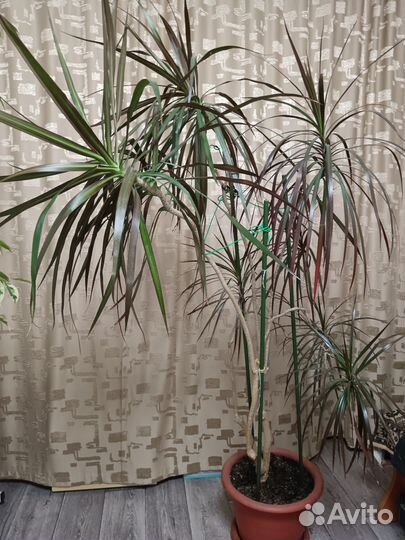 Пальма драцена