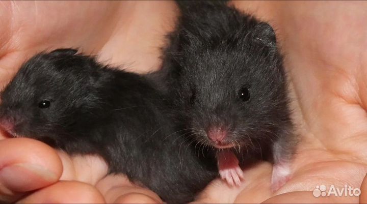 Сирийско- ангорский хомяк