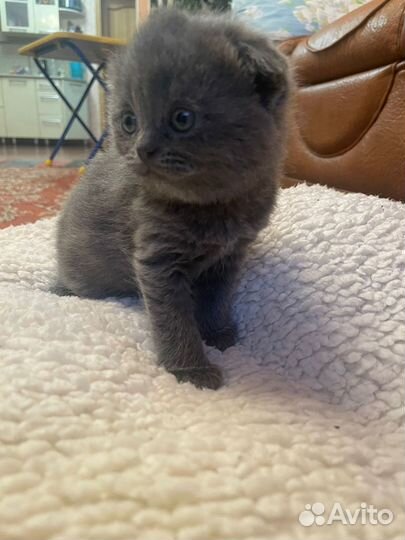 Британские котята