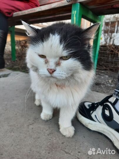 Кошечка