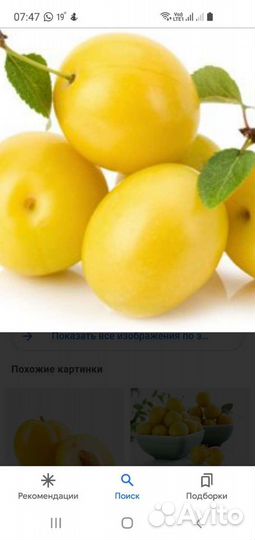 Приём,алыча