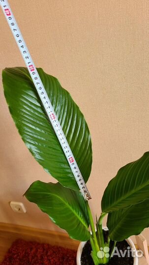 Спатифиллум сенсация