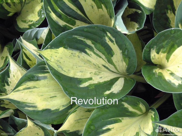 Хосты сортовые