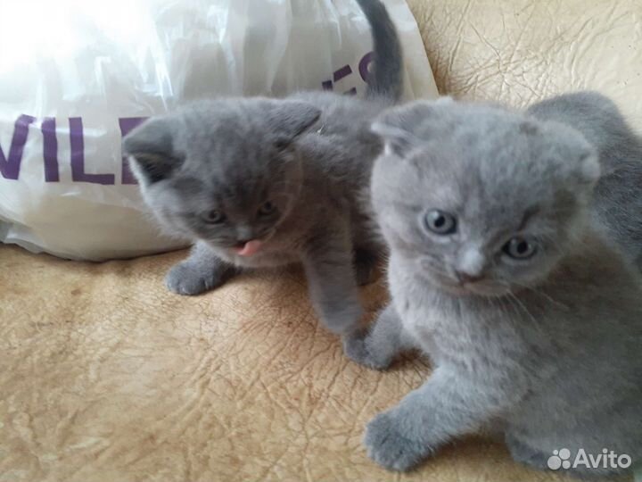 Шотландские котята