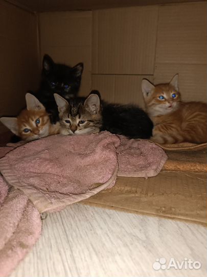 Рыжие котята в дар