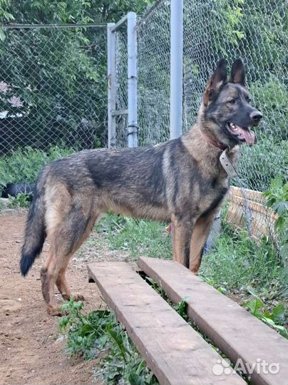 Выгул собак