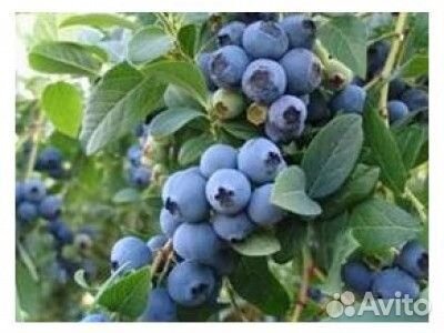 Голубика,саженцы
