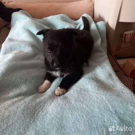 Собака в добрые руки щенок