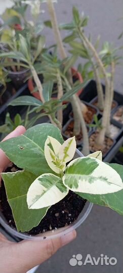 Лимон вариегатный Эврика Пинк