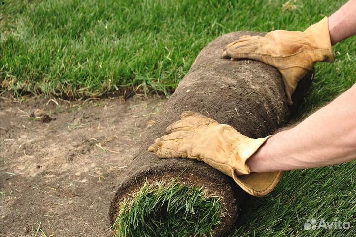 Рулонный газон. Озеленение участка