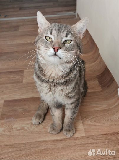 Серый котик с коротким хвостиком ищет дом
